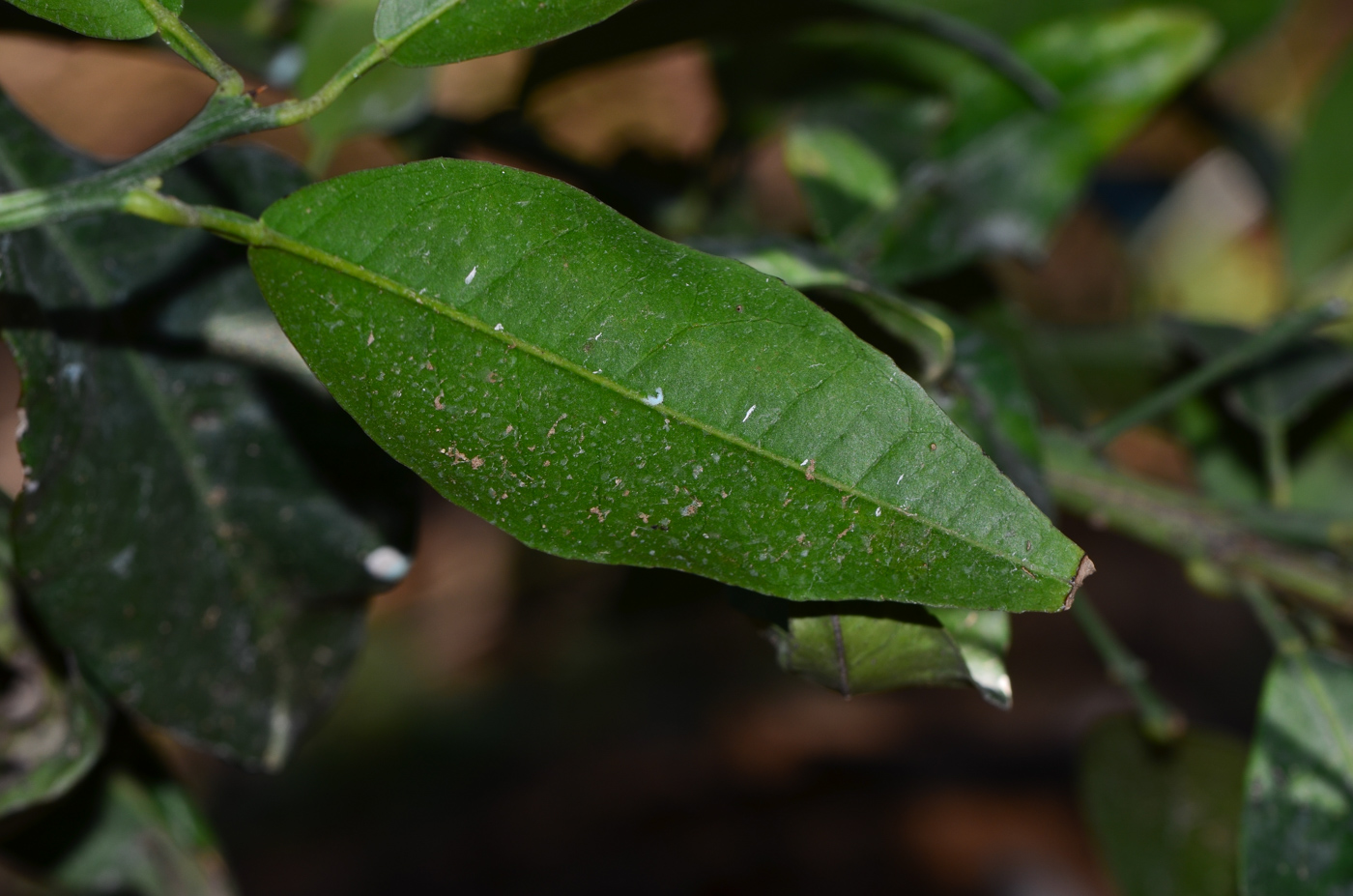 Изображение особи Citrus reticulata.