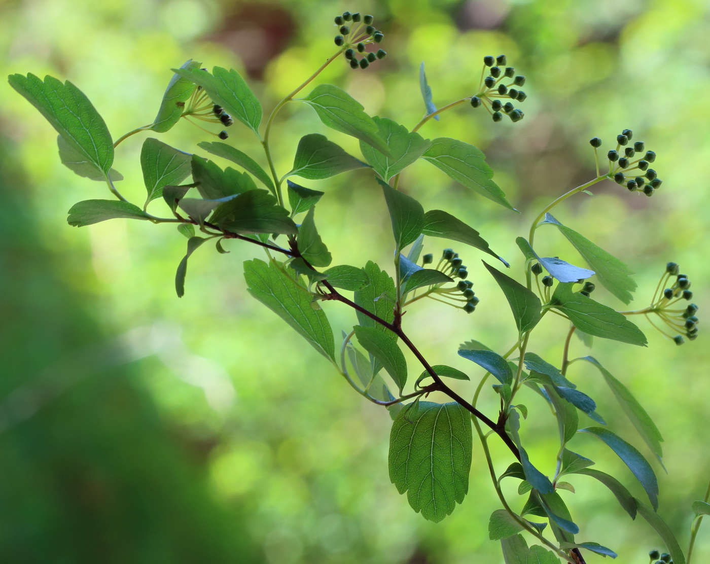 Image of Spiraea &times; vanhouttei specimen.