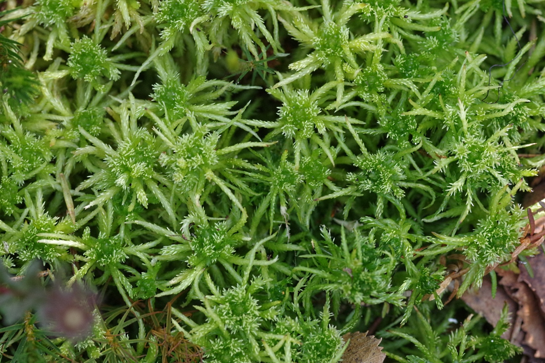 Image of Sphagnum squarrosum specimen.