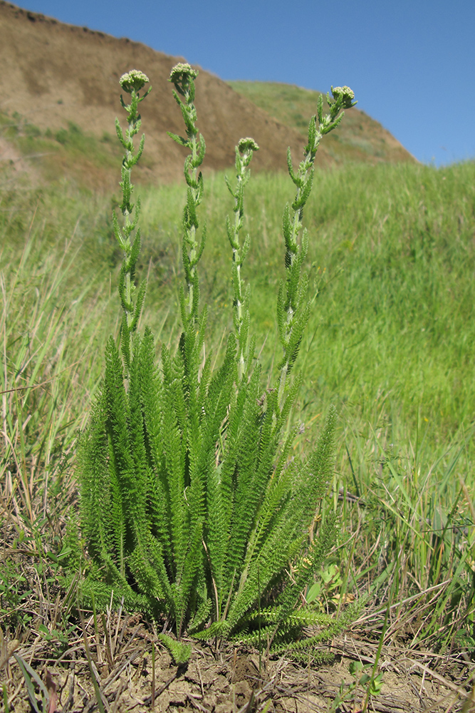 Image of genus Achillea specimen.