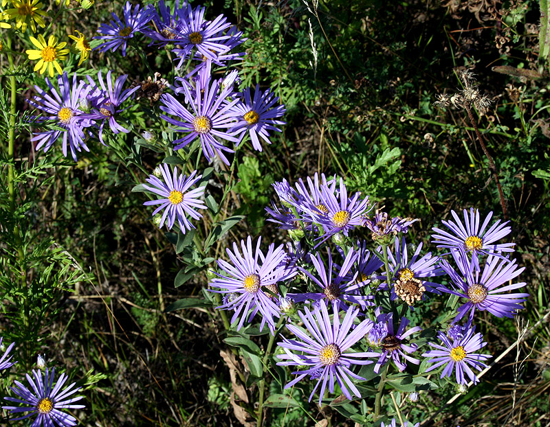 Изображение особи Aster amellus.