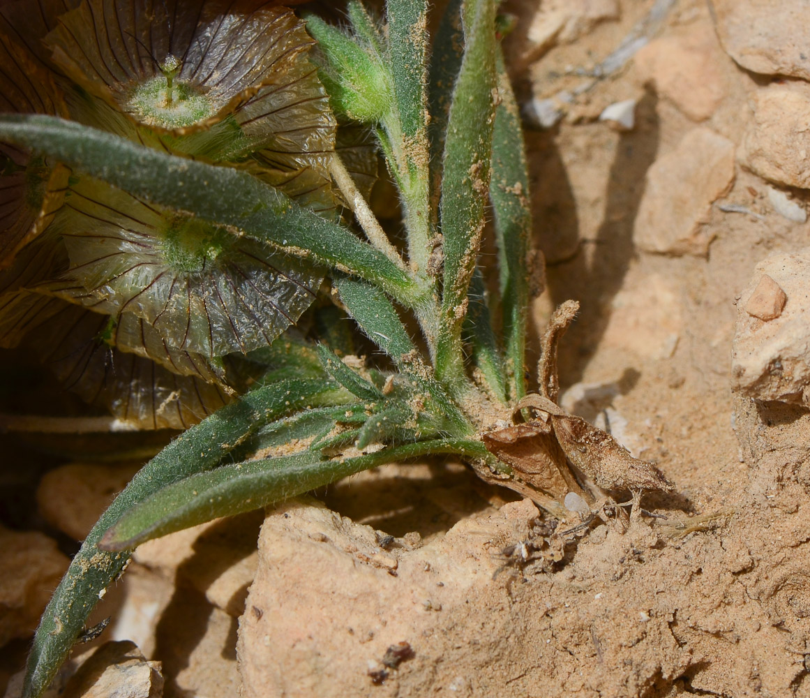 Image of Lomelosia porphyroneura specimen.