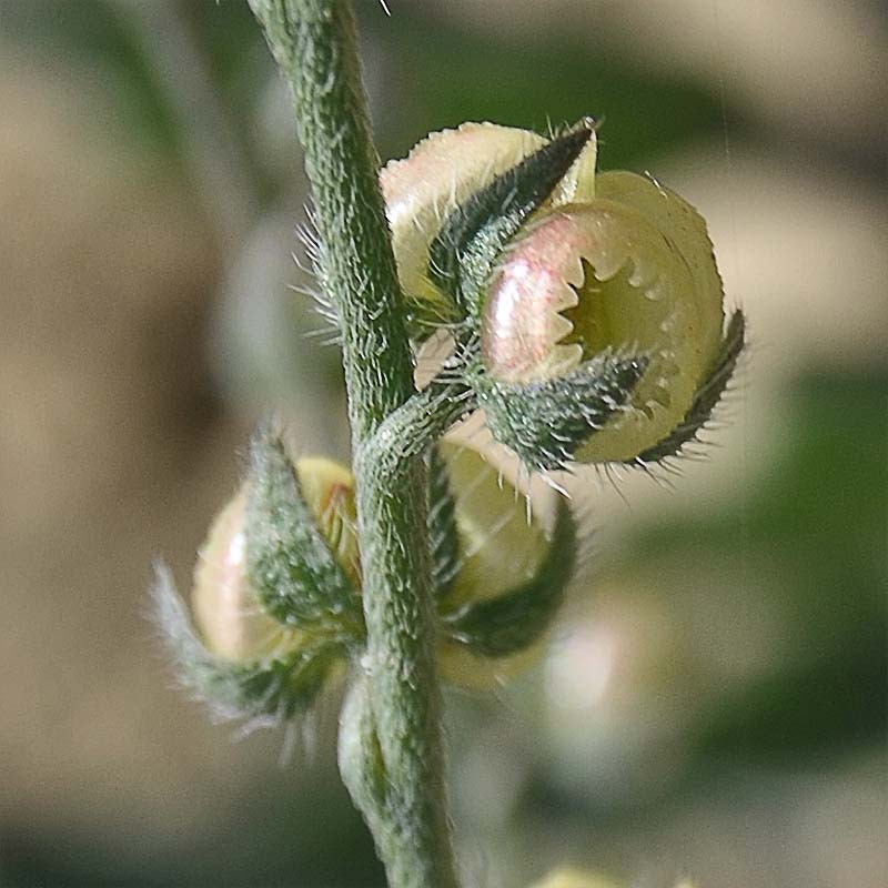 Image of Paracaryum strictum specimen.