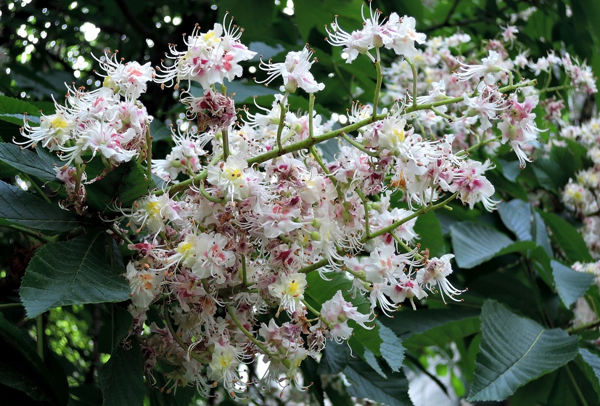 Image of Aesculus hippocastanum specimen.