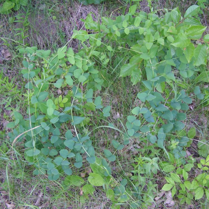 Image of Vicia pisiformis specimen.