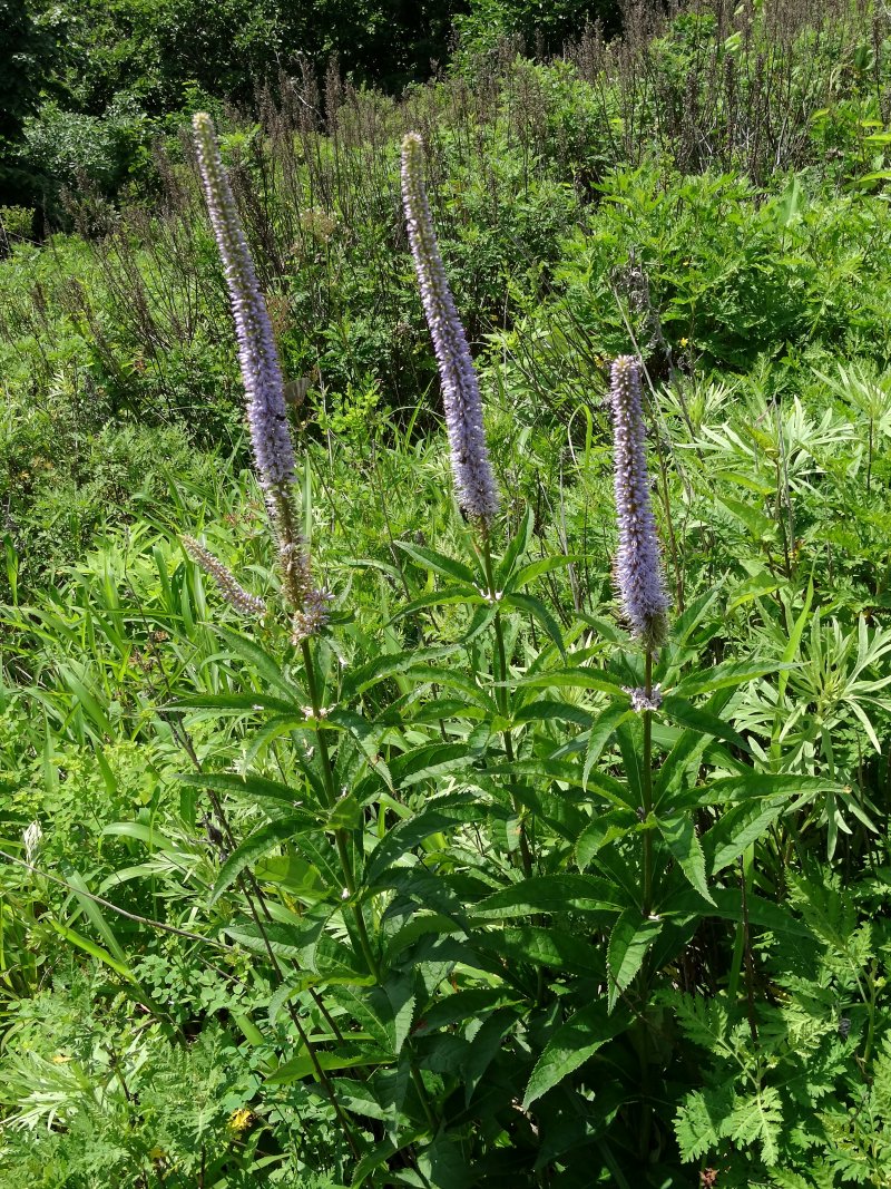 Изображение особи Veronicastrum sibiricum.