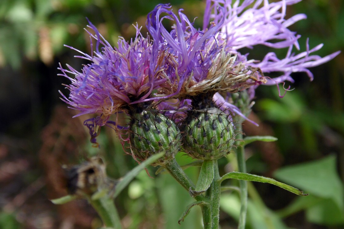 Image of Centaurea abbreviata specimen.