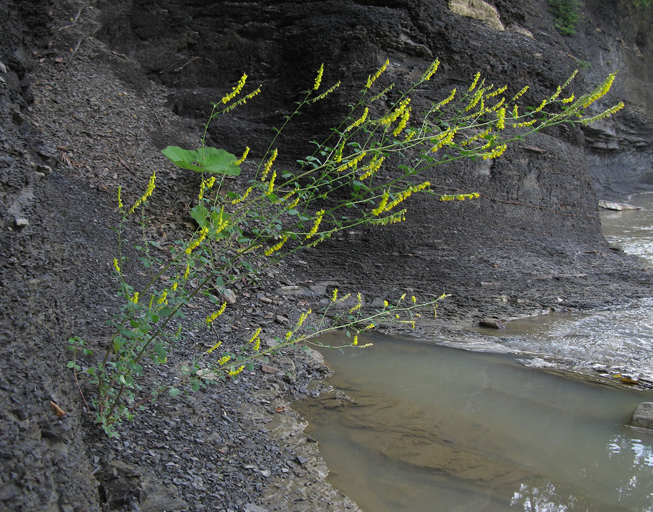 Изображение особи Melilotus officinalis.