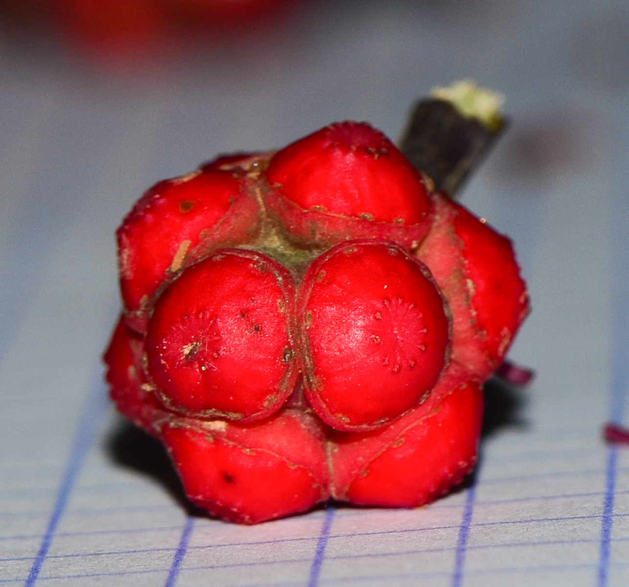 Image of Heptapleurum actinophyllum specimen.