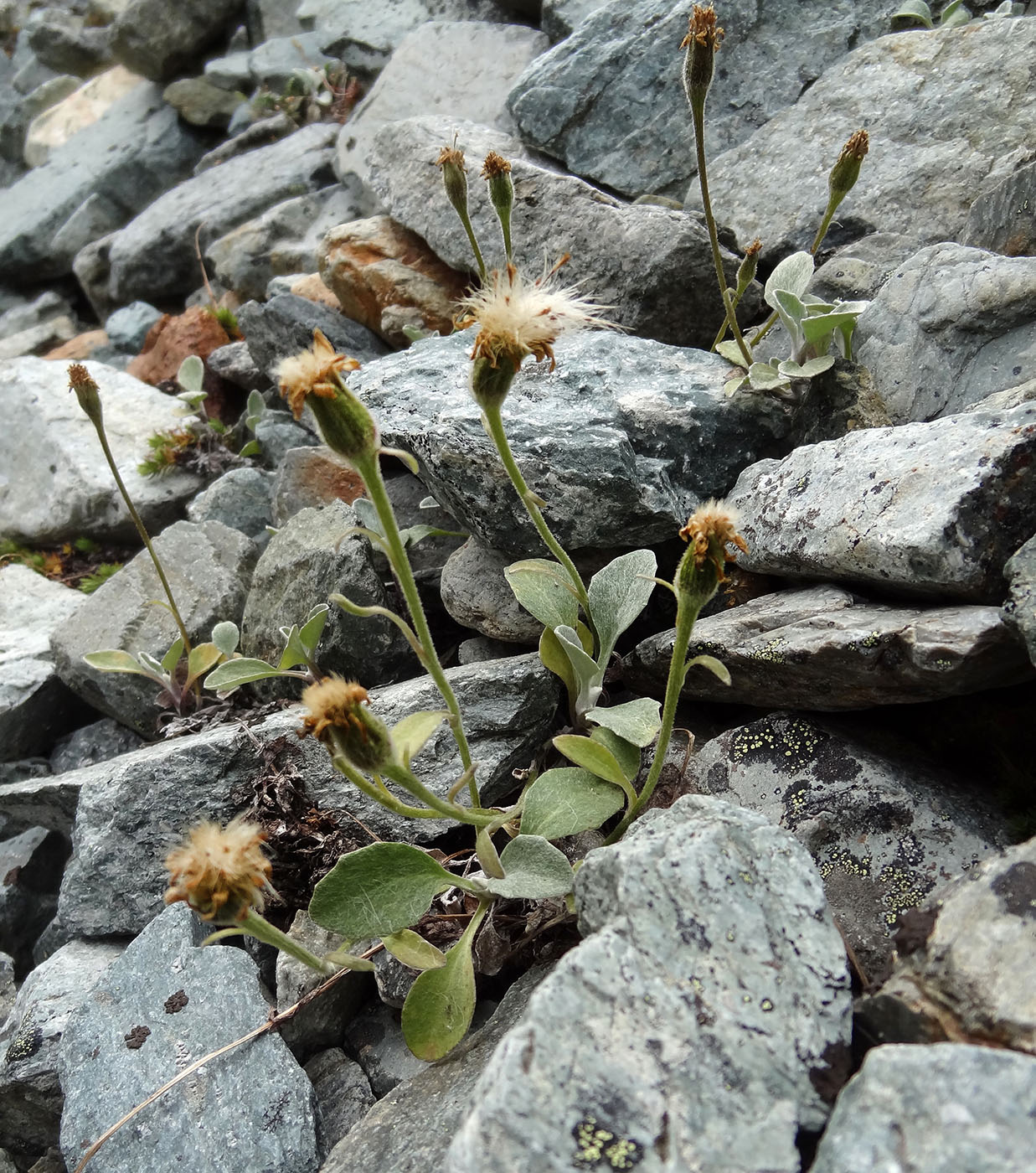 Изображение особи Tephroseris jacutica.