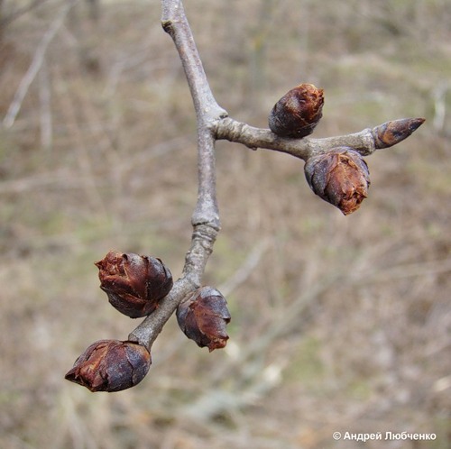 Image of Ulmus laevis specimen.