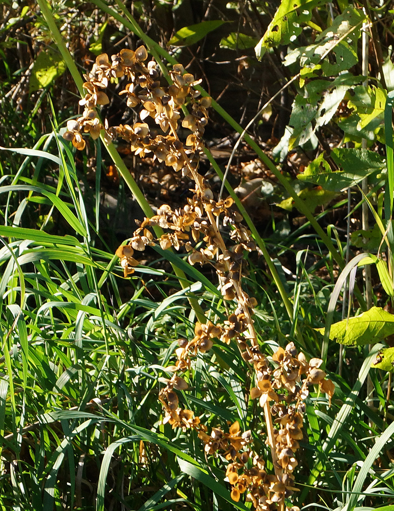 Image of Atriplex sagittata specimen.