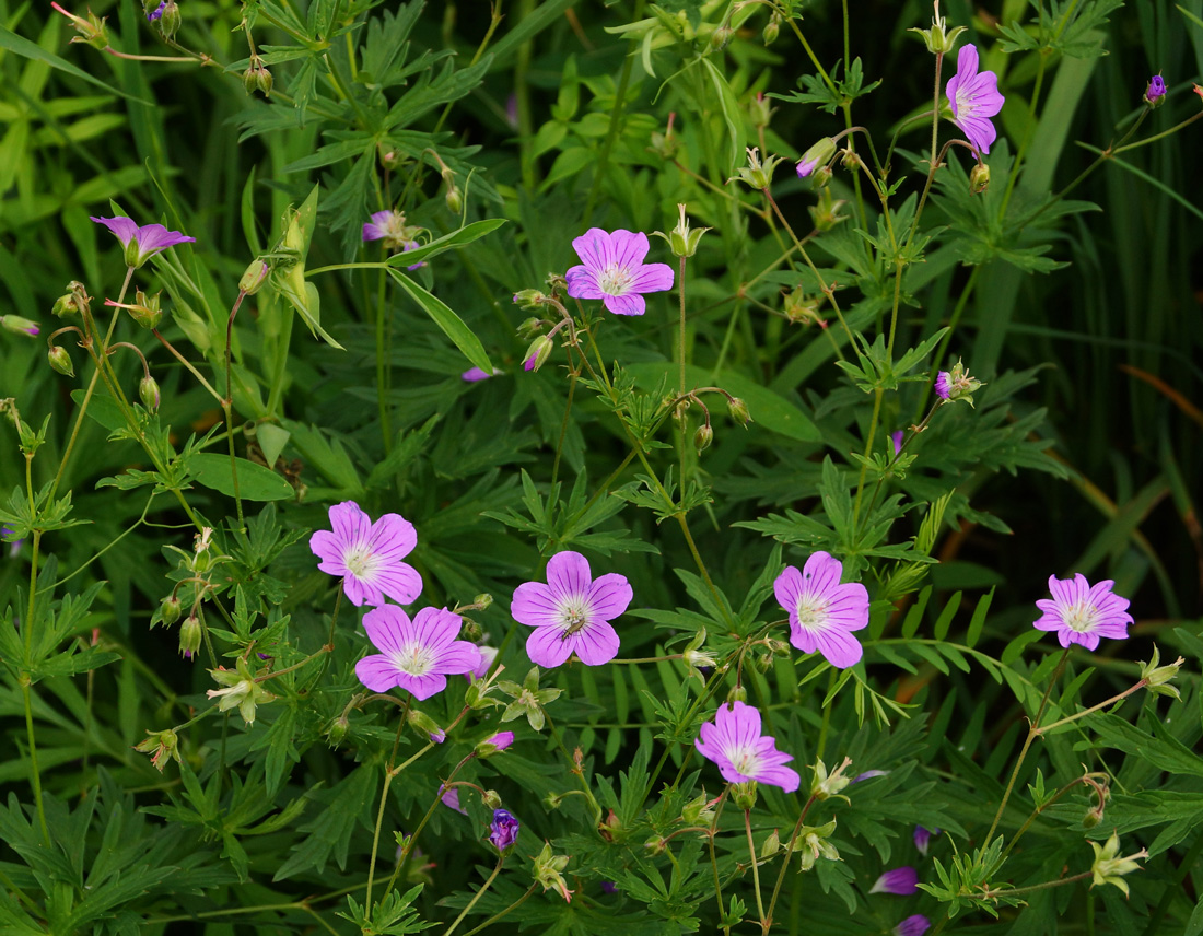 Изображение особи Geranium sylvaticum.