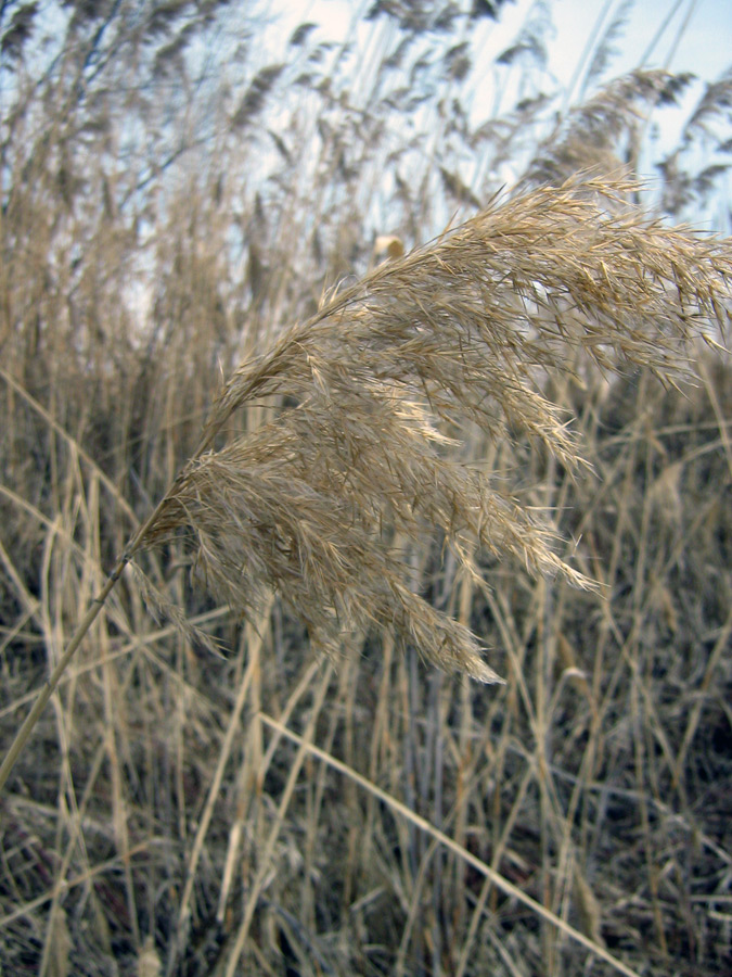 Изображение особи Phragmites australis.