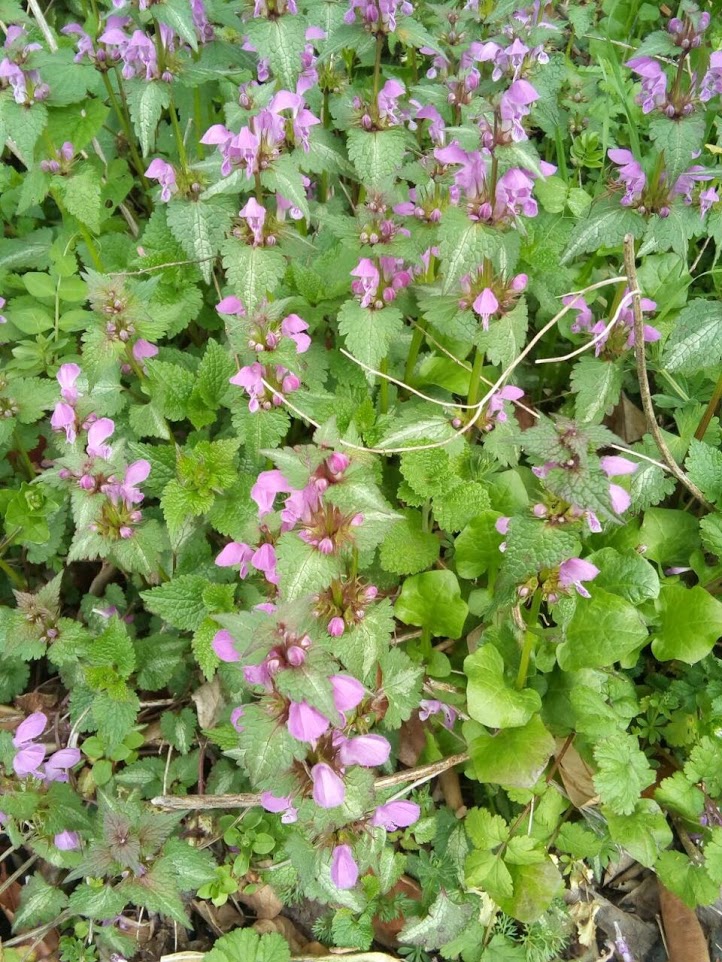 Image of Lamium maculatum specimen.