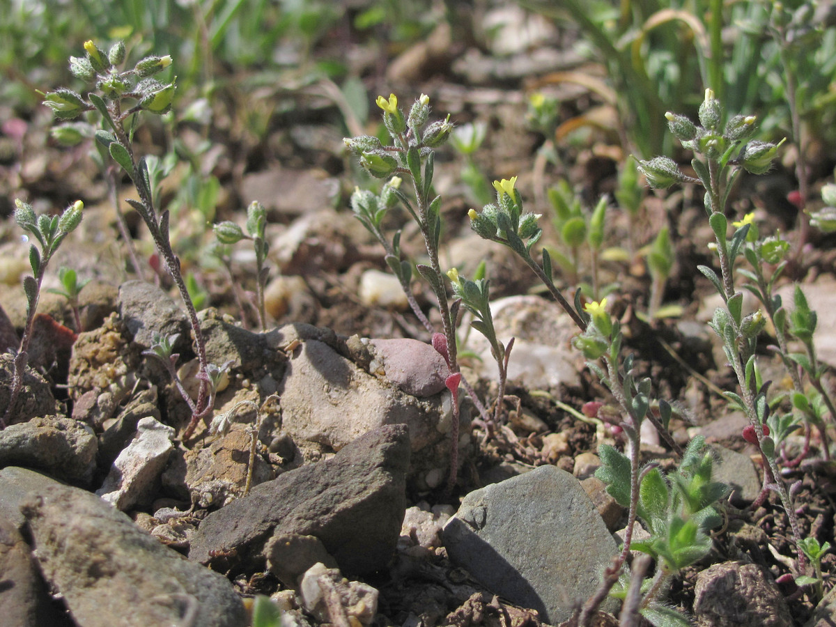 Image of Alyssum smyrnaeum specimen.