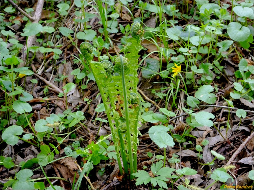 Image of Matteuccia struthiopteris specimen.