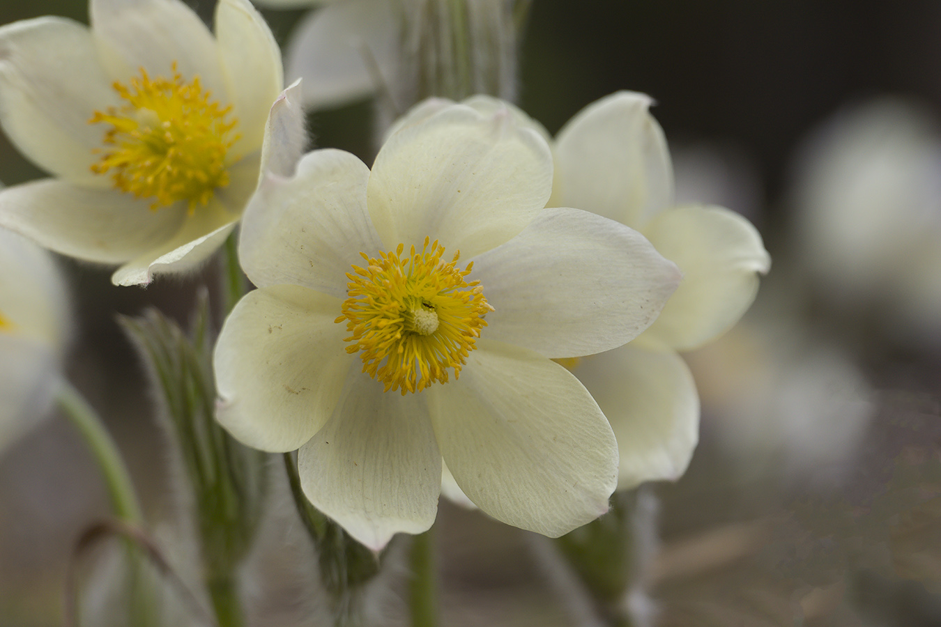 Image of Pulsatilla patens specimen.