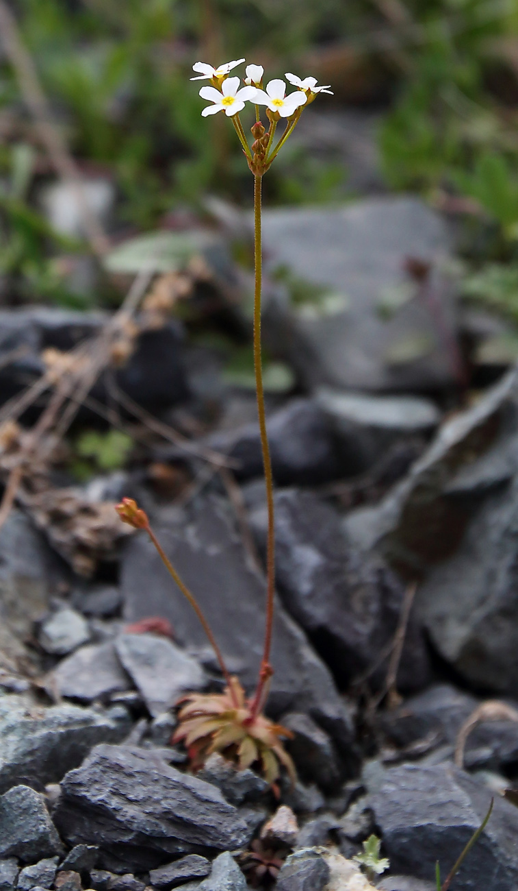 Image of Androsace lactiflora specimen.