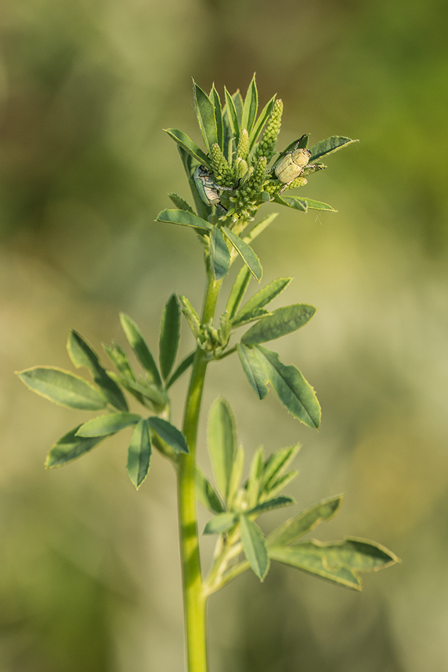 Image of Melilotus albus specimen.