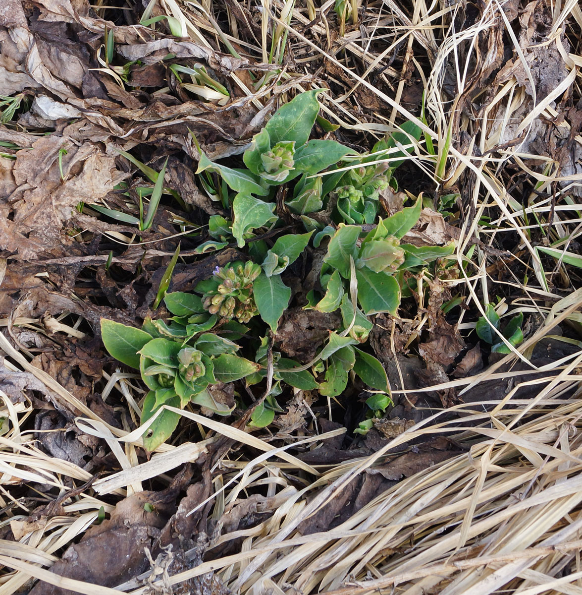 Изображение особи Pulmonaria mollis.