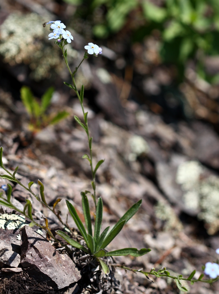 Изображение особи Eritrichium sichotense.