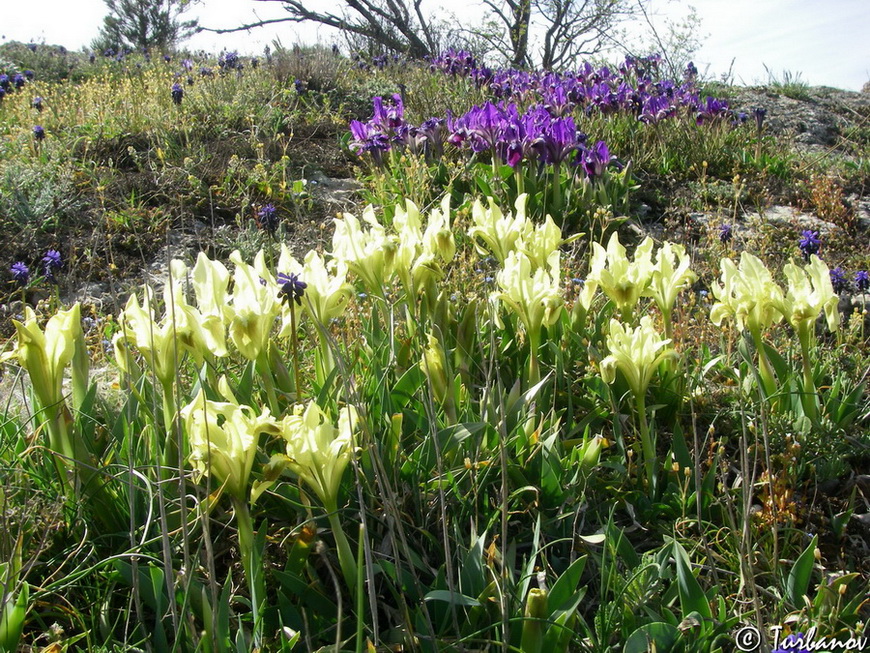 Image of Iris pumila specimen.