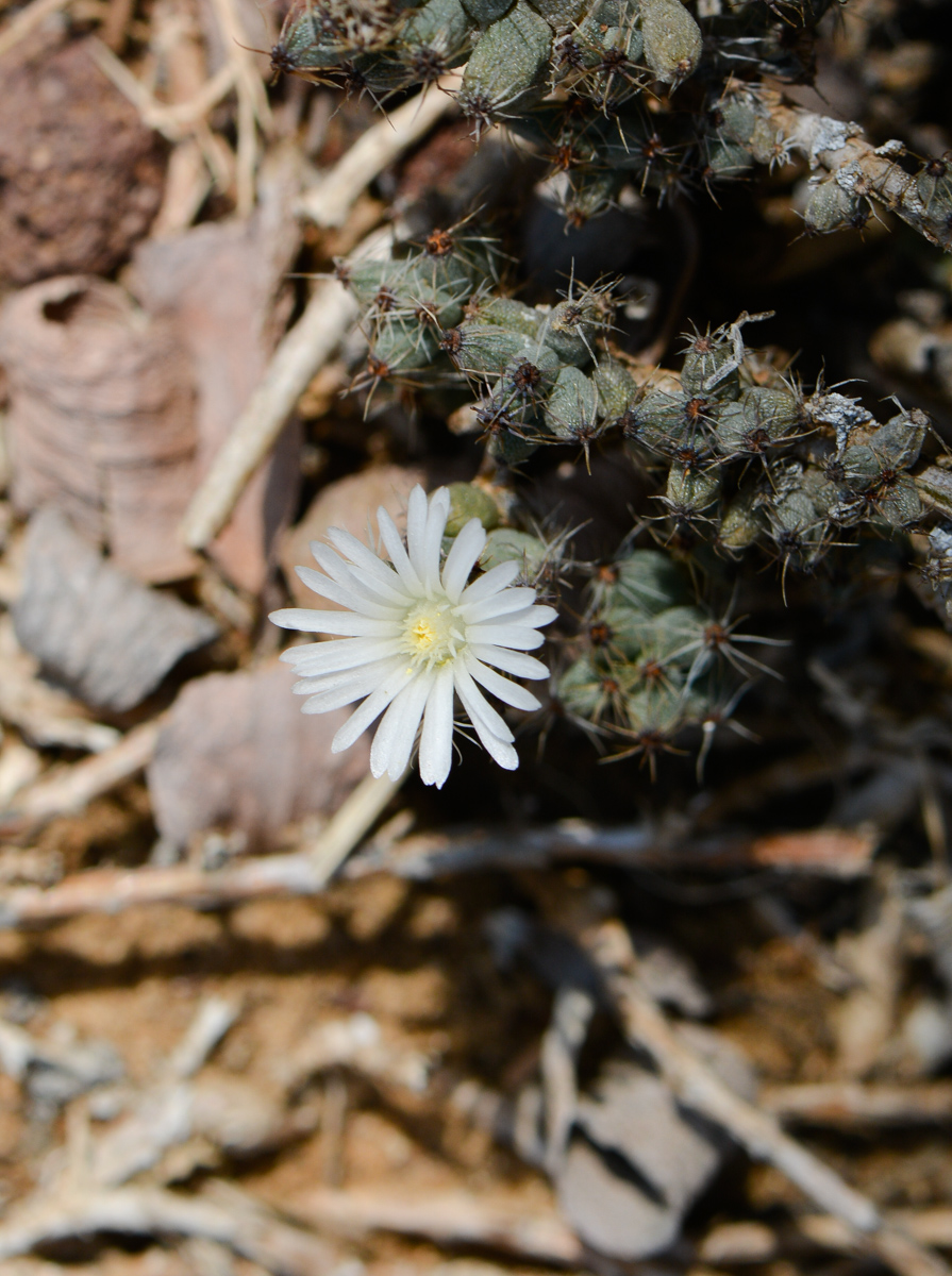 Image of genus Trichodiadema specimen.