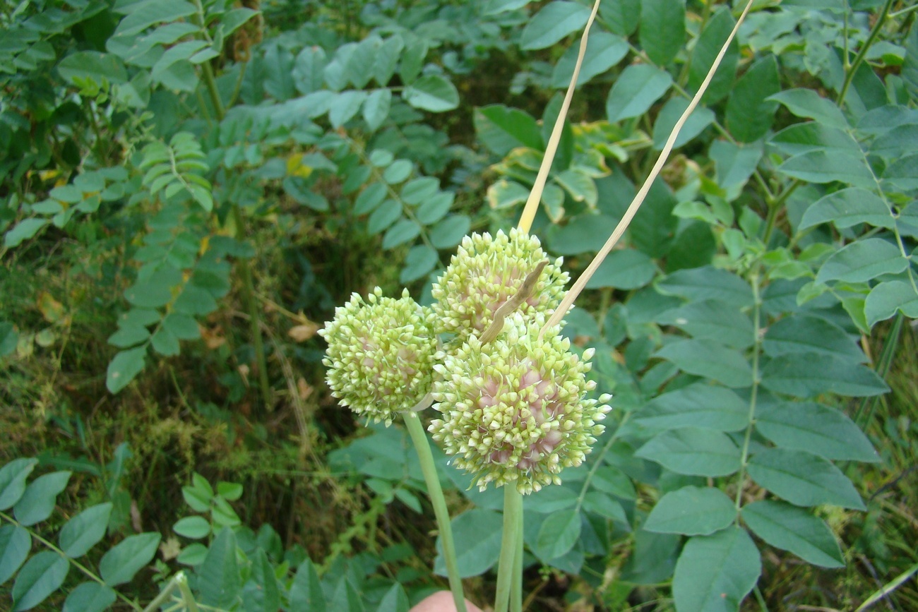 Image of Allium longicuspis specimen.