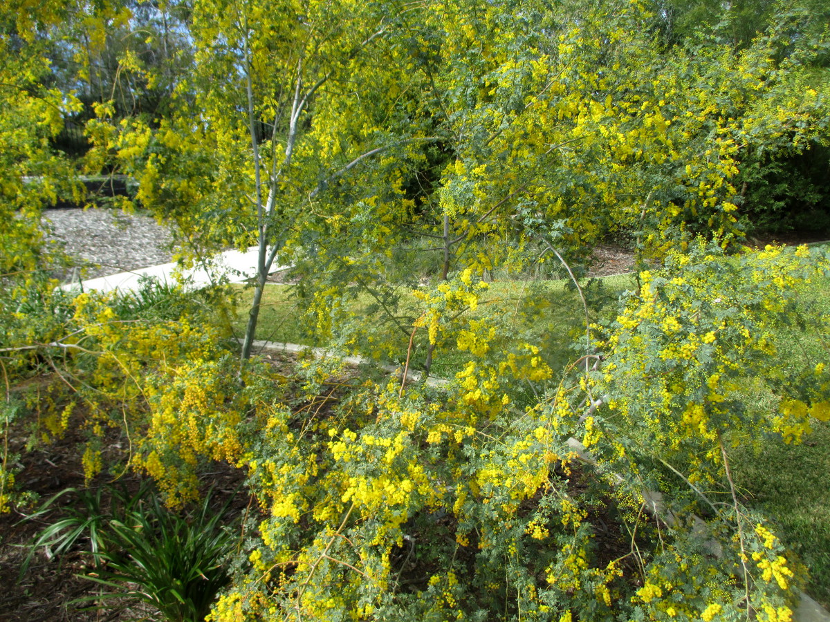 Image of Acacia spectabilis specimen.