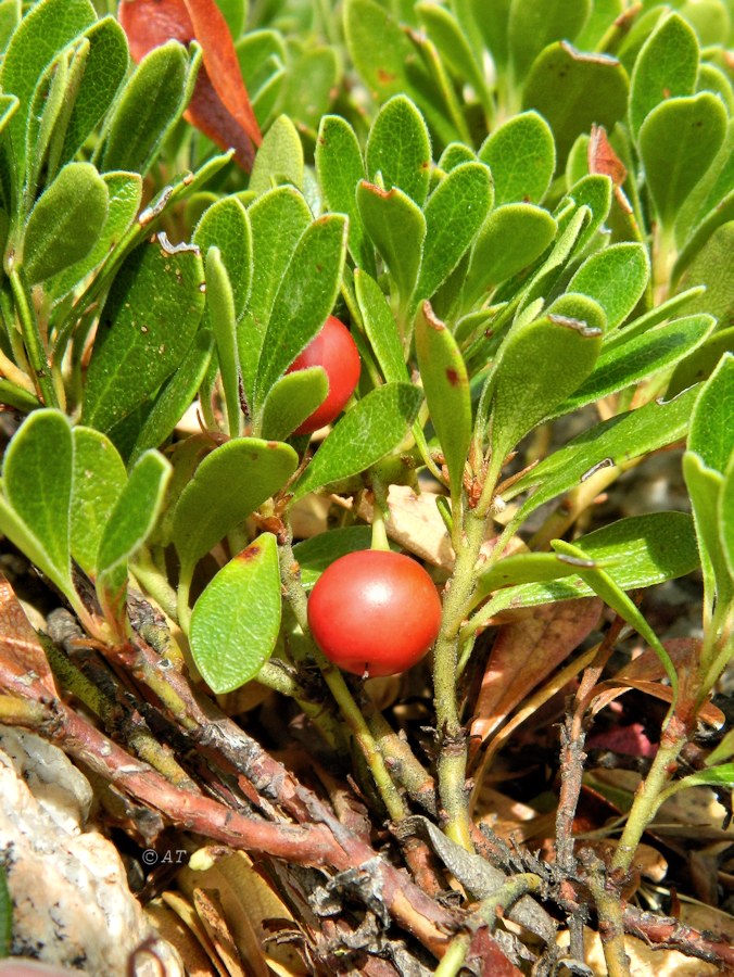 Image of Arctostaphylos uva-ursi specimen.