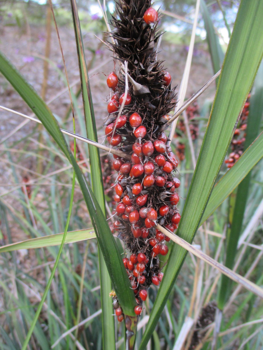 Image of Gahnia aspera specimen.