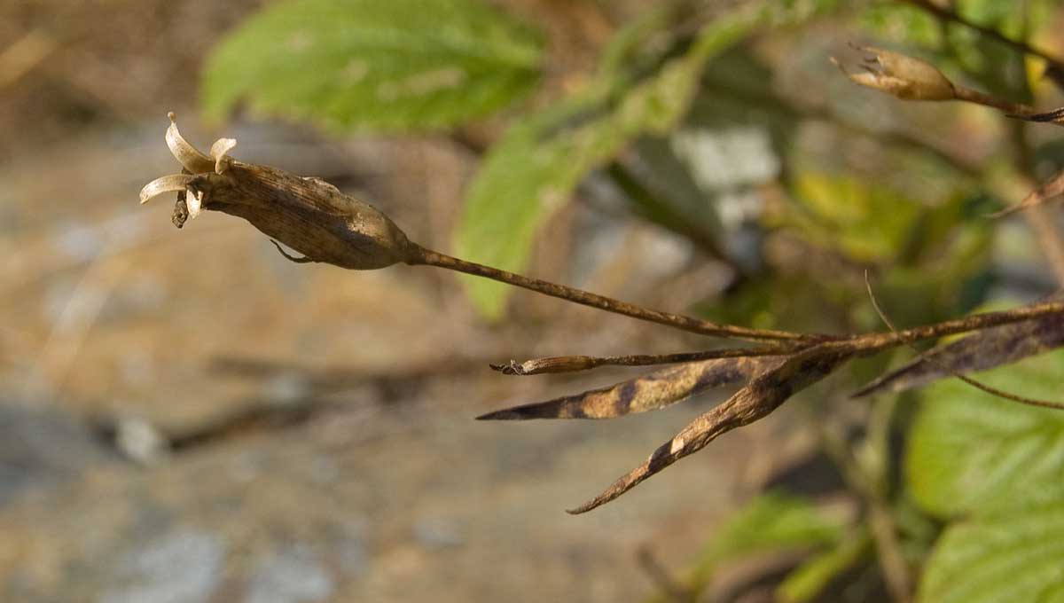 Image of Dianthus versicolor specimen.