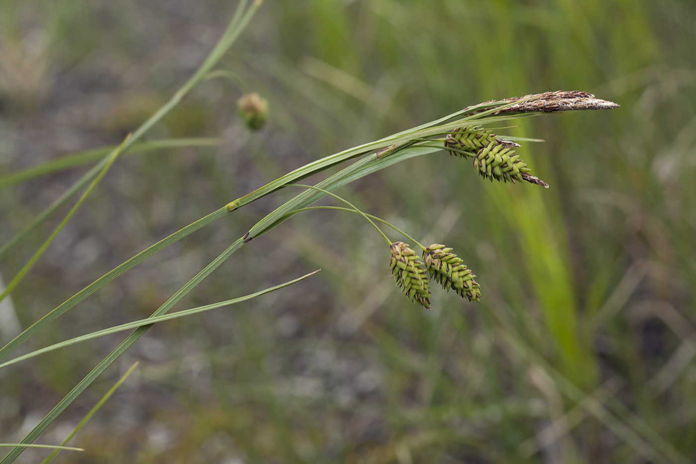 Image of Carex middendorfii specimen.