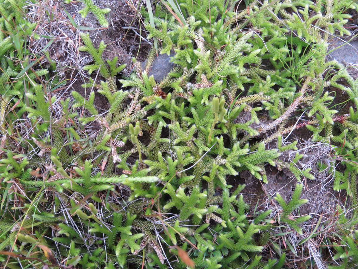 Image of Lycopodium clavatum specimen.