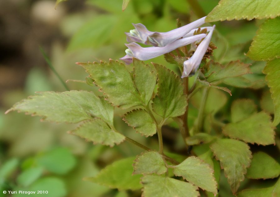 Image of Corydalis temulifolia ssp. aegopodioides specimen.