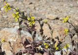 Draba nemorosa