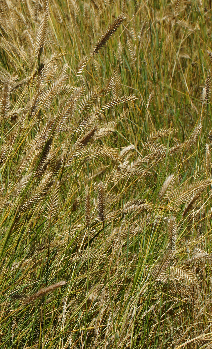 Изображение особи Agropyron pectinatum.