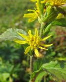 Solidago cuprea