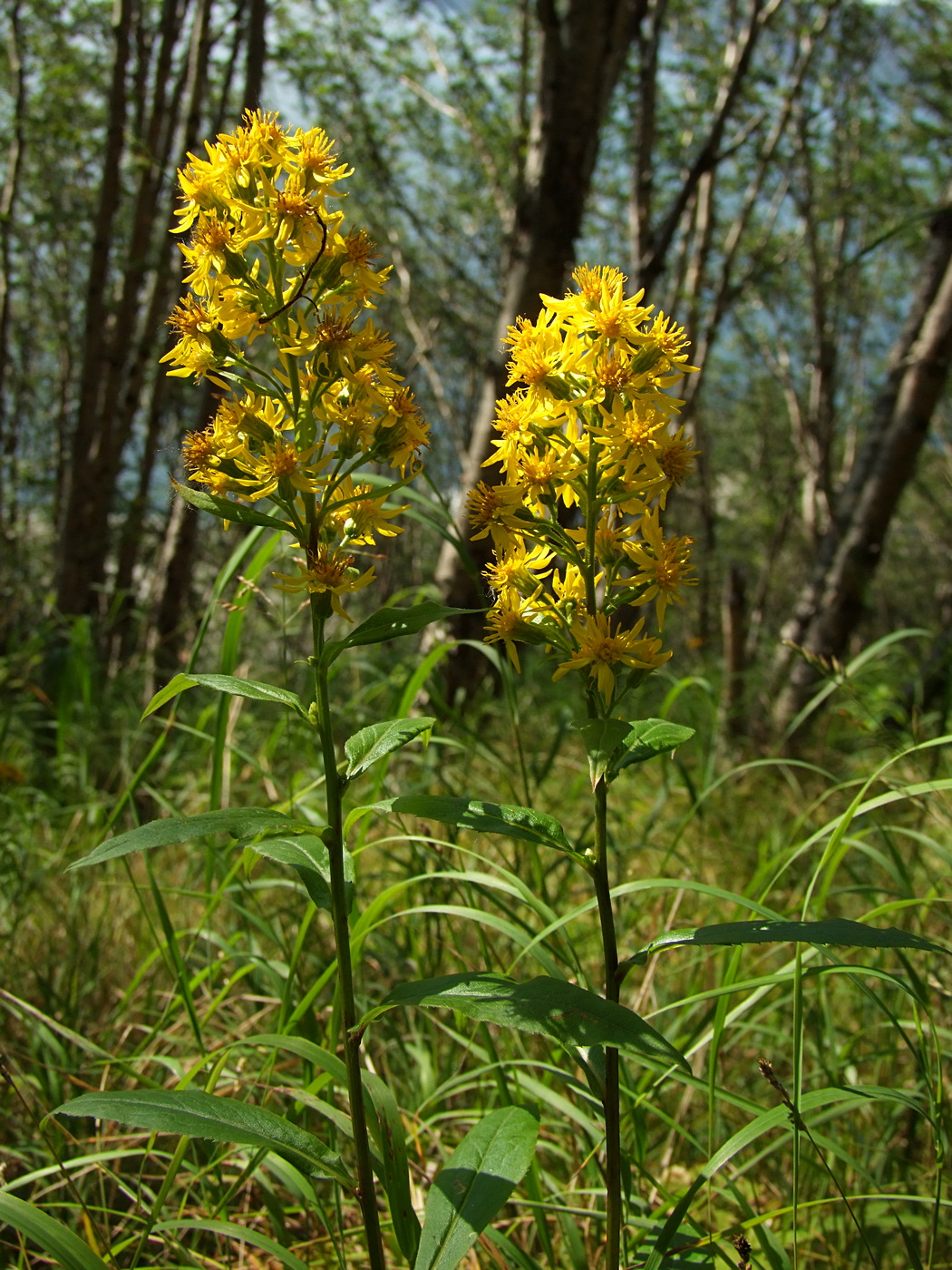 Image of Solidago cuprea specimen.