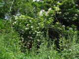 Hydrangea paniculata