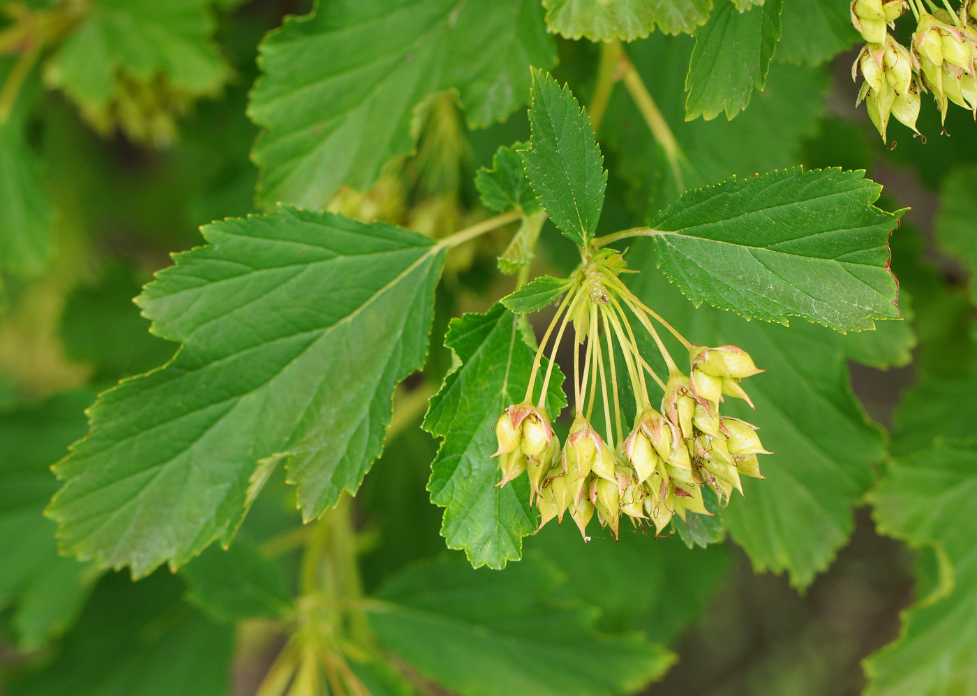 Image of Physocarpus opulifolius specimen.