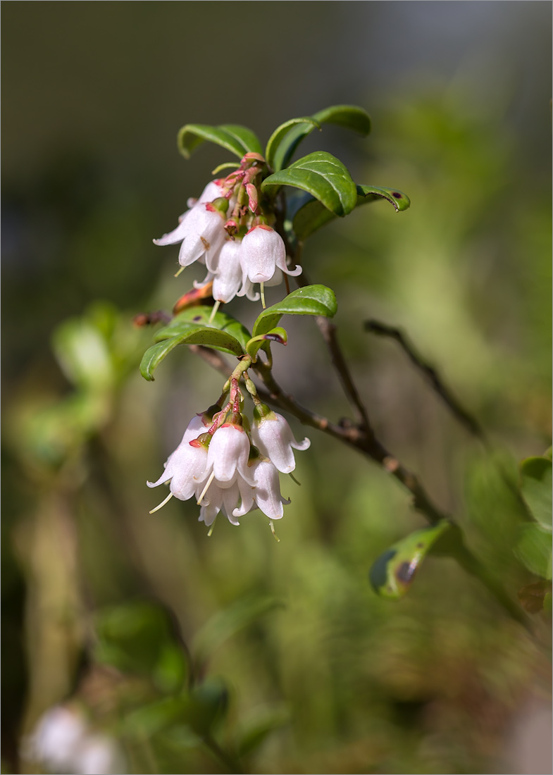 Image of Vaccinium vitis-idaea specimen.