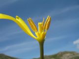 Tulipa brachystemon