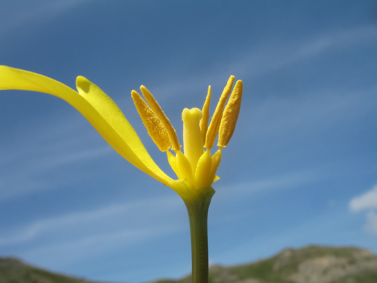 Image of Tulipa brachystemon specimen.