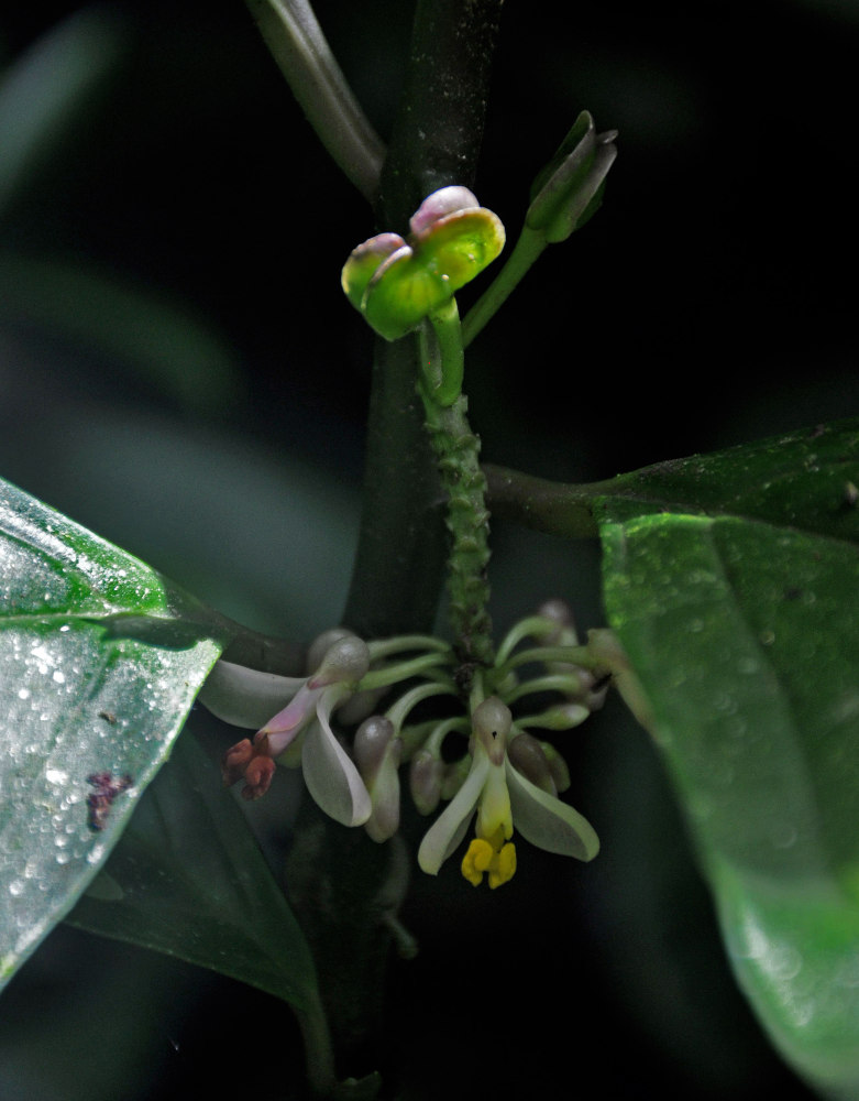 Image of Polygala venenosa specimen.