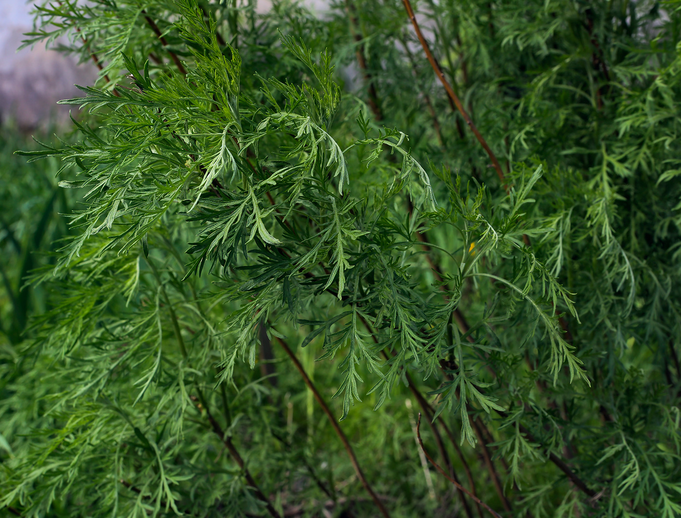 Image of Artemisia abrotanum specimen.