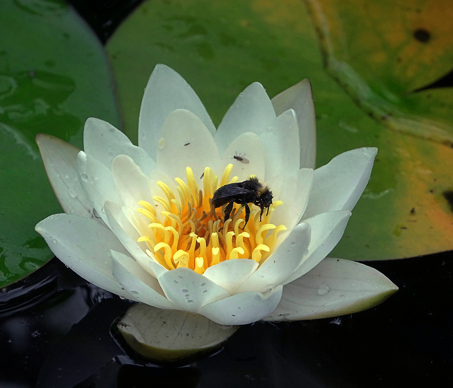 Image of Nymphaea candida specimen.