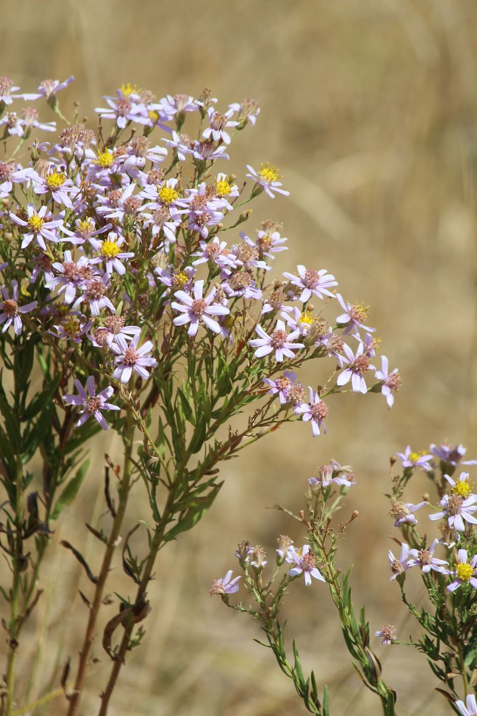 Image of genus Galatella specimen.