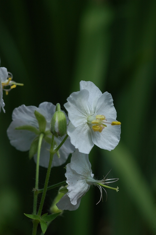 Изображение особи Geranium phaeum.